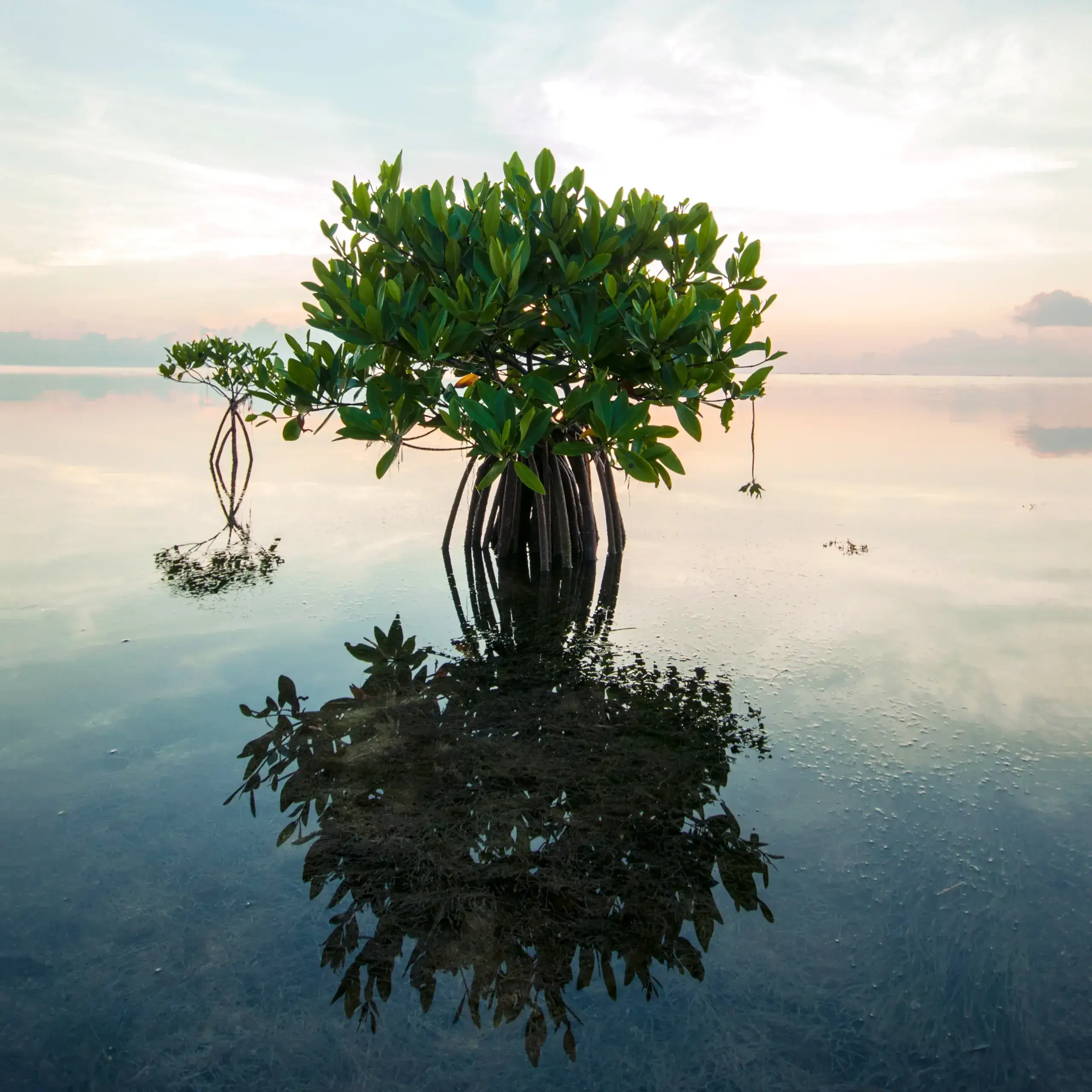 Mangrove-Water-scaled